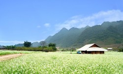 Những điểm ngắm hoa cải trắng tuyệt đẹp ở Mộc Châu - Nhung diem ngam hoa cai trang tuyet dep o Moc Chau